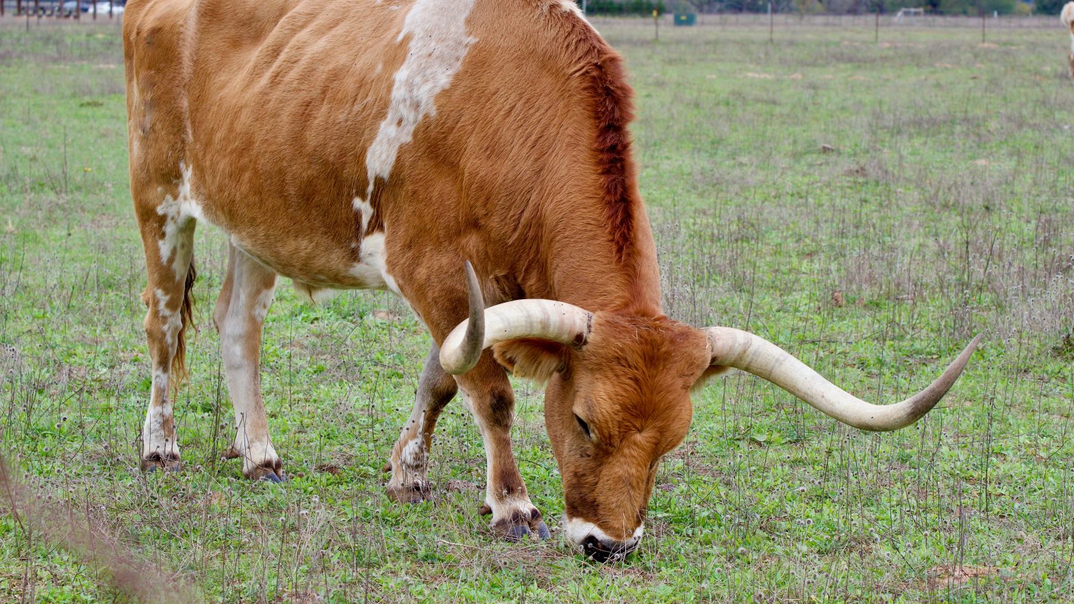Image of a Texas Longhorn Cow Grazing in Field in Stonewall, TX, United States.