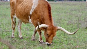 Image of a Texas Longhorn Cow Grazing in Field in Stonewall, TX, United States.
