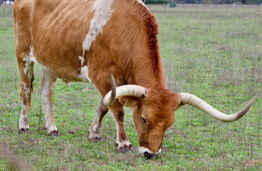 Image of a Texas Longhorn Cow Grazing in Field in Stonewall, TX, United States.