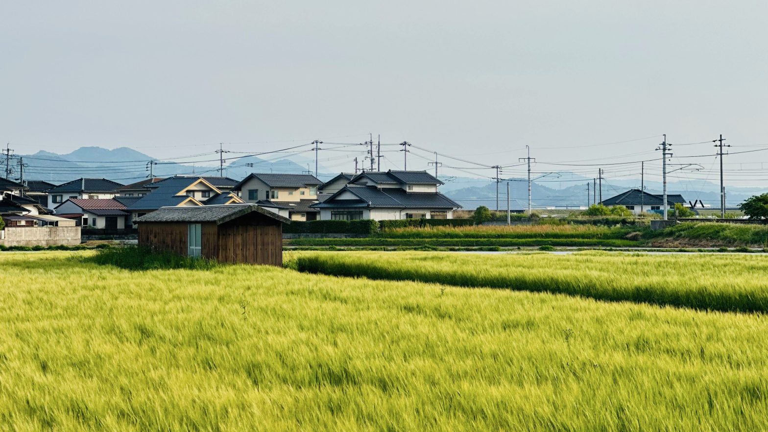 Image of a rice field in Japan with houses nearby and mountains in the background.