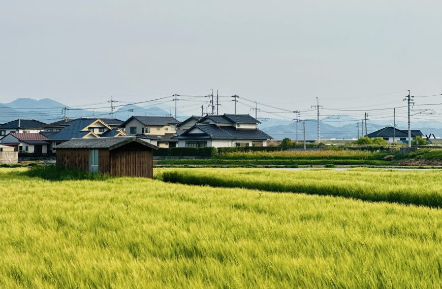 Image of a rice field in Japan with houses nearby and mountains in the background.