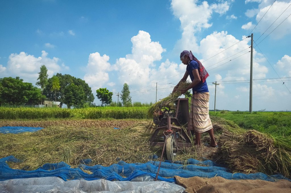 A Bangladeshi Farmer Harvesting Rice Grains
