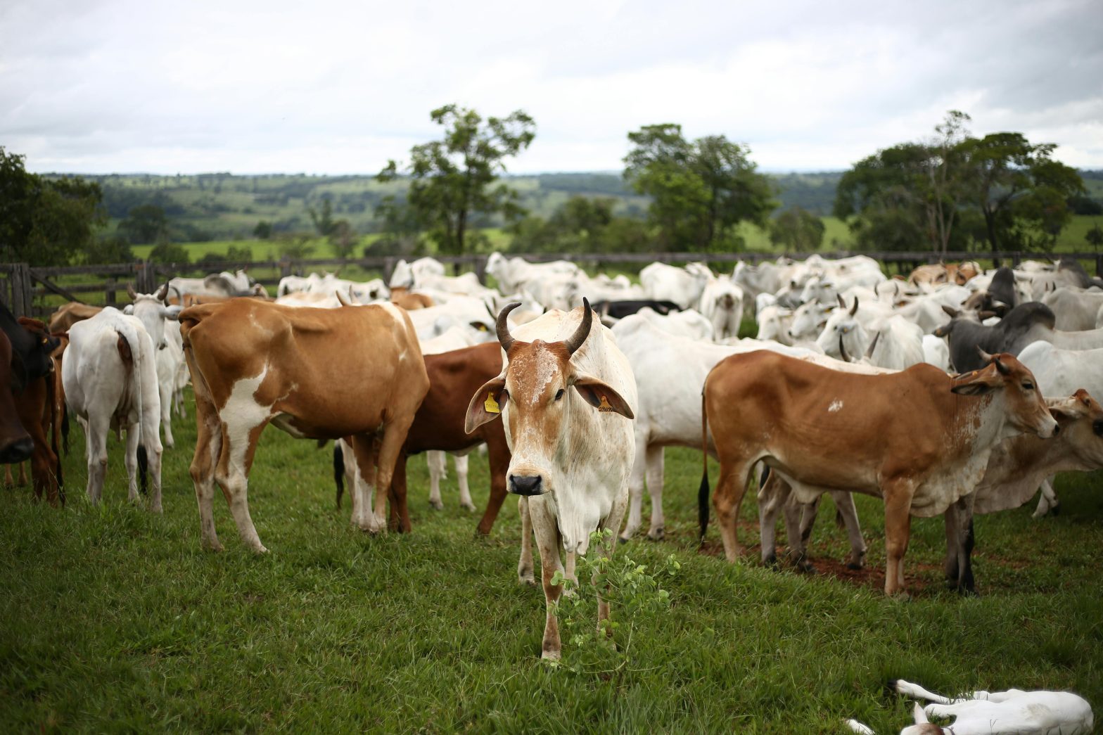 Image of a herd of cattle grazing in a pasture.