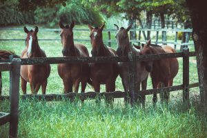 Photo of a Group of Horses; 5 horses to be exact