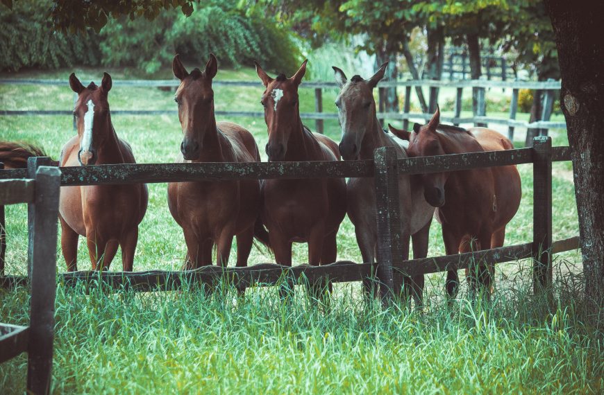 Photo of a Group of Horses; 5 horses to be exact