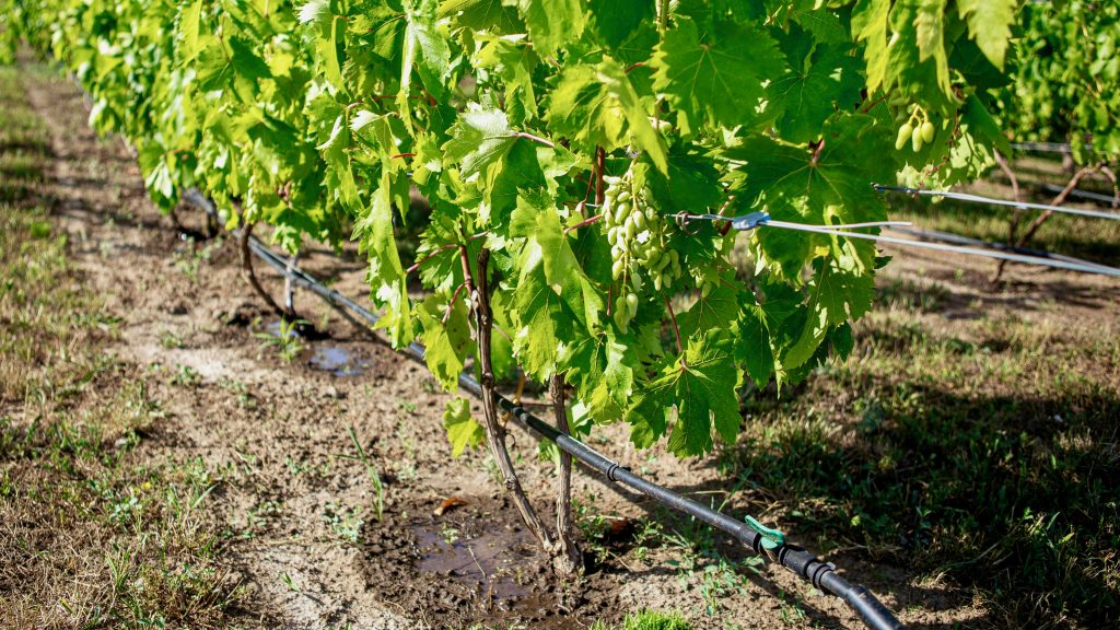 Photo of a Lush Vineyard with Drip Irrigation System