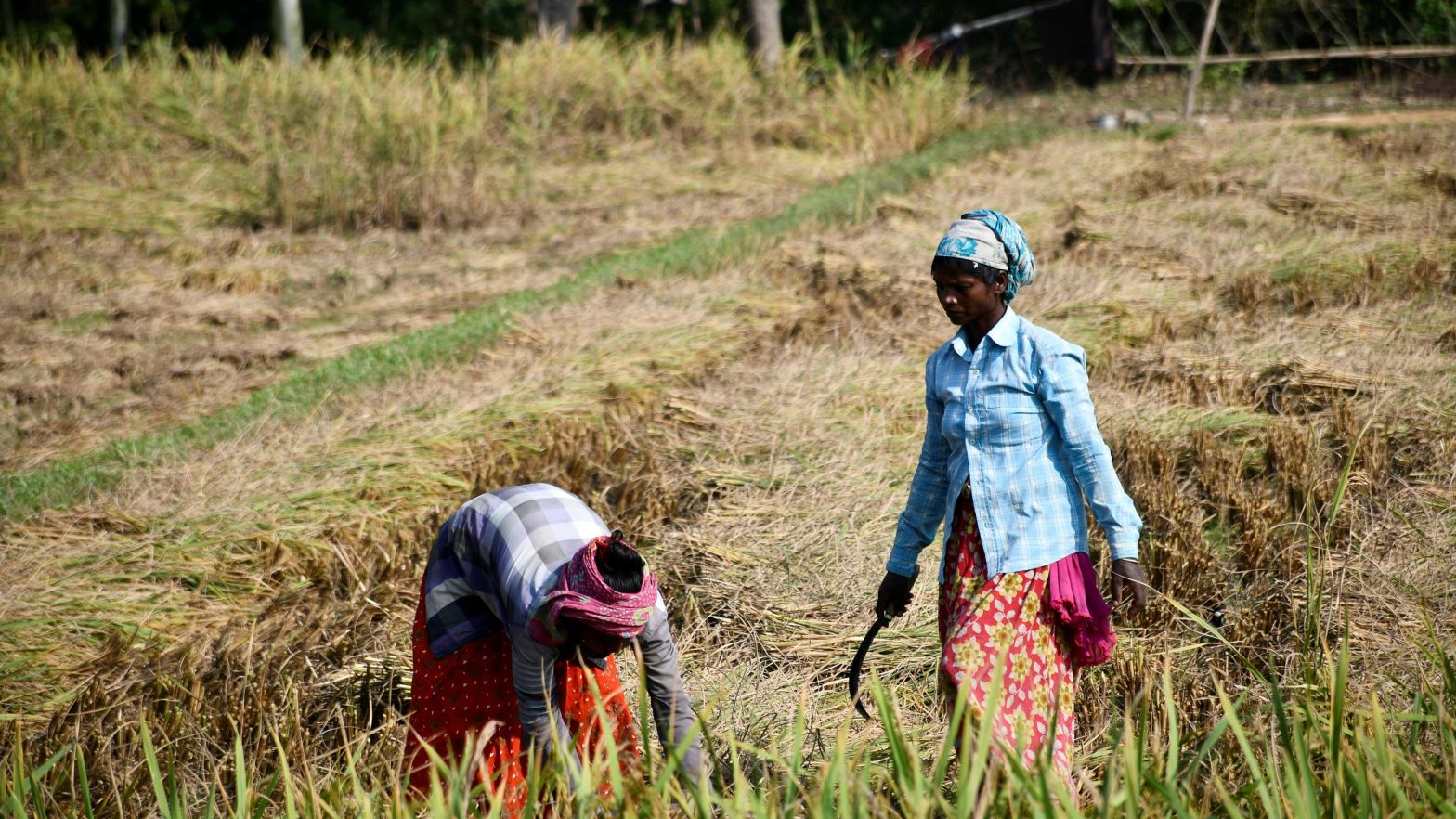 Image of Rural Farmers Harvesting Rice in Bangladesh