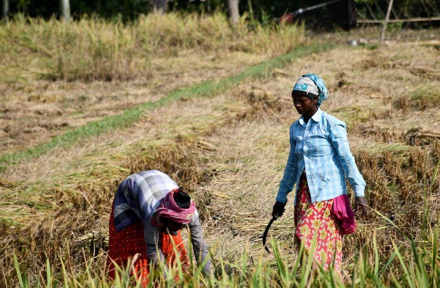 Image of Rural Farmers Harvesting Rice in Bangladesh