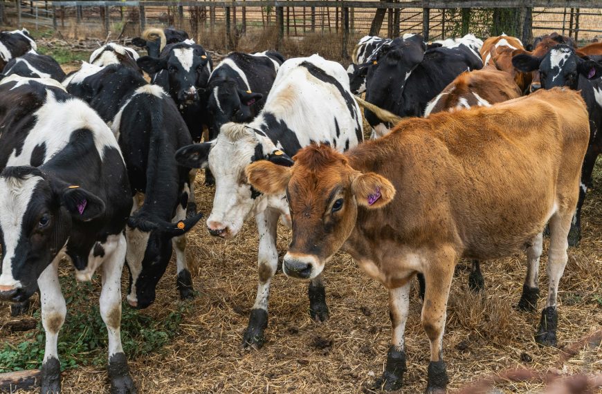 Photo of a Herd of Cows Grazing in Outdoor Farmyard