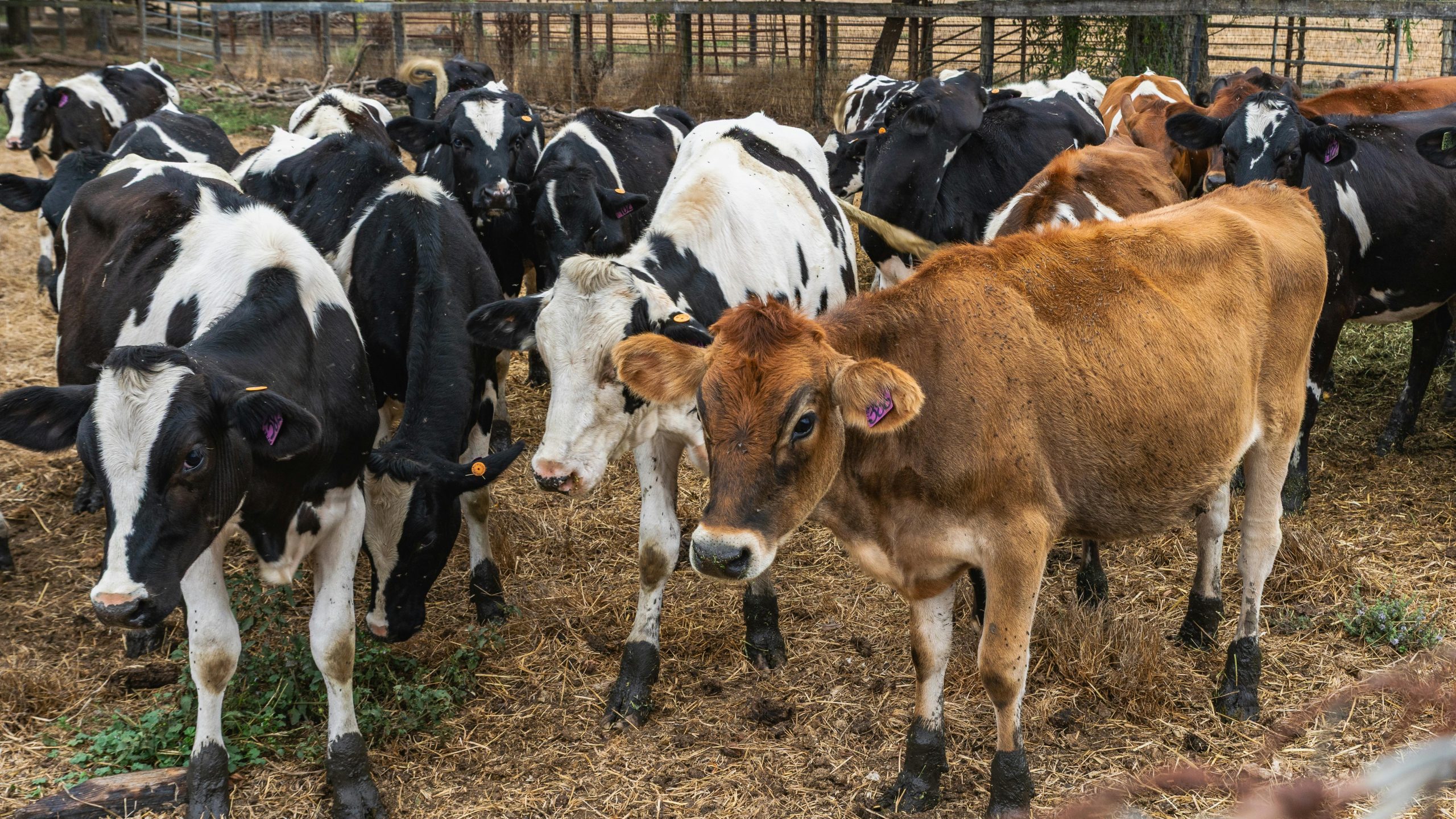 Photo of a Herd of Cows Grazing in Outdoor Farmyard