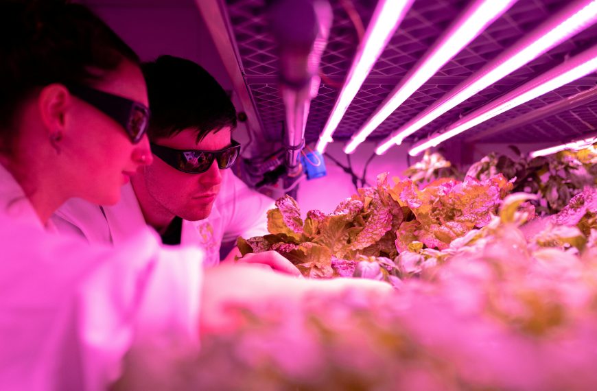 Image of two Scientists Checking Crops in Laboratory