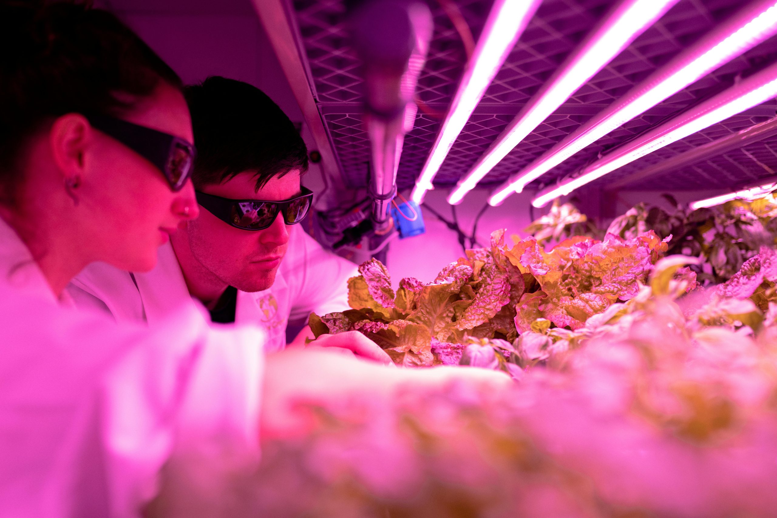 Image of two Scientists Checking Crops in Laboratory