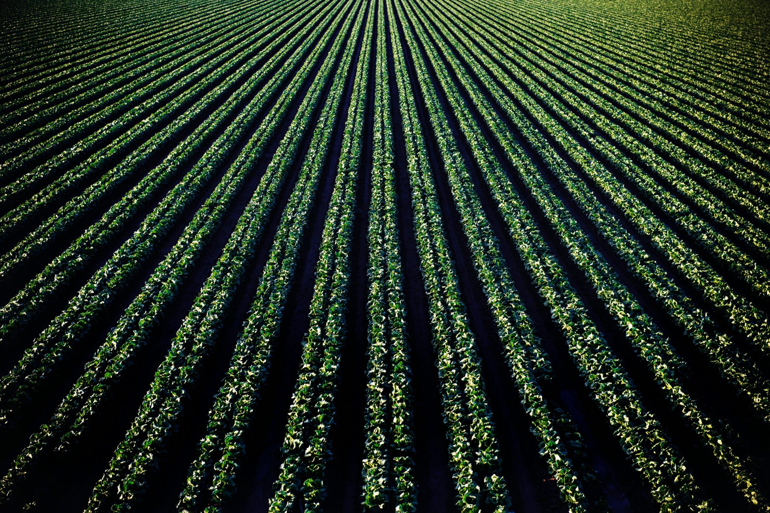 Photo of farmland with a vegetable crop, likely lettuce.