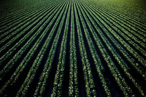 Photo of farmland with a vegetable crop, likely lettuce.
