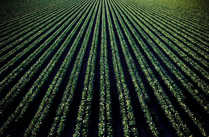 Photo of farmland with a vegetable crop, likely lettuce.