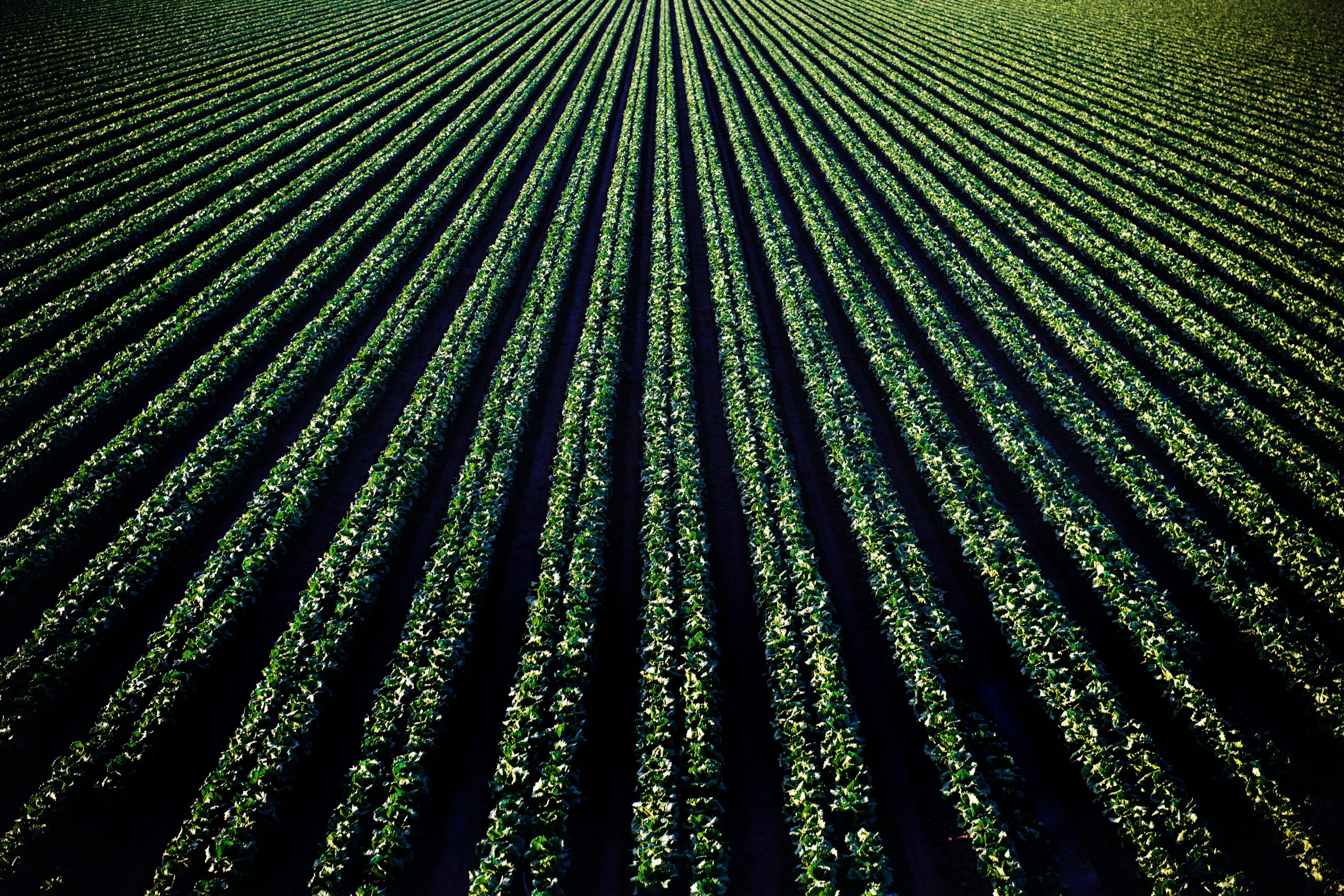 Photo of farmland with a vegetable crop, likely lettuce.