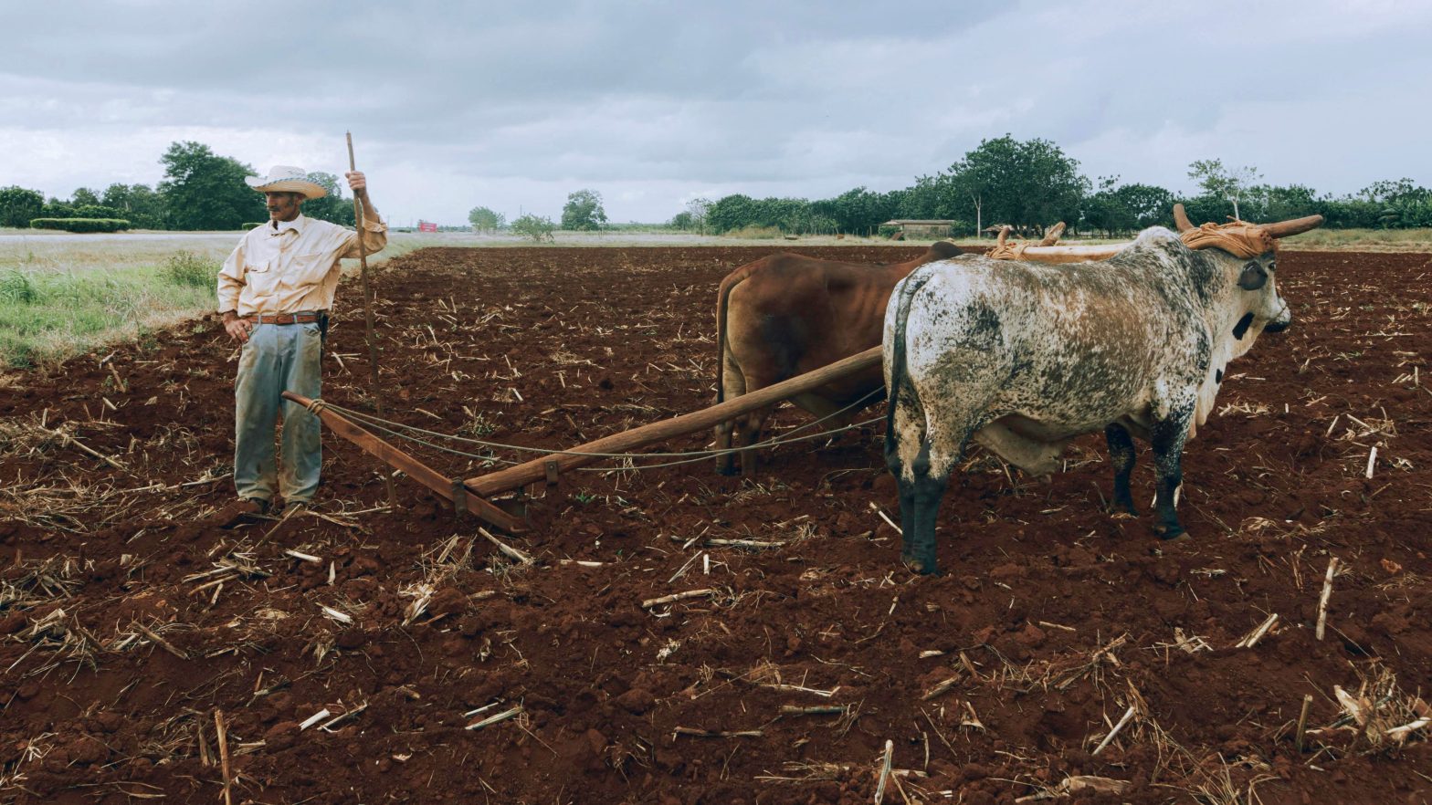 Image of Man and Cattle in a Field