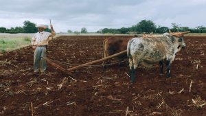 Image of Man and Cattle in a Field