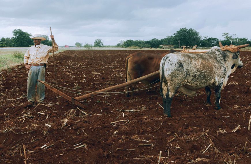 Image of Man and Cattle in a Field