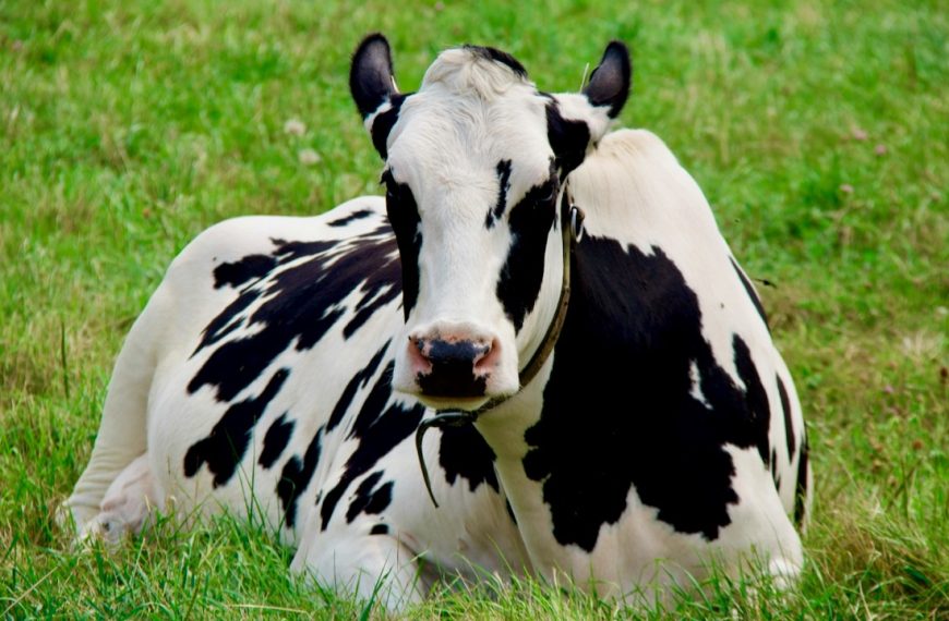 Photo of a dairy cow in the pasture