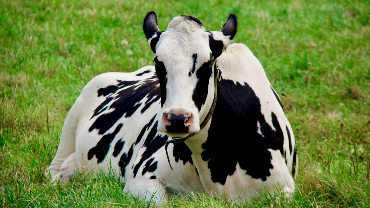Photo of a dairy cow in the pasture