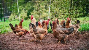 Photo of Chickens on a Farm