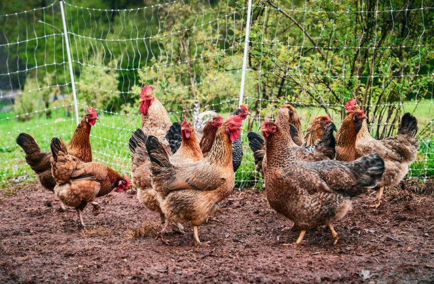 Photo of Chickens on a Farm