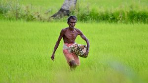 Photo of a Man Working in a Rice Paddy in India