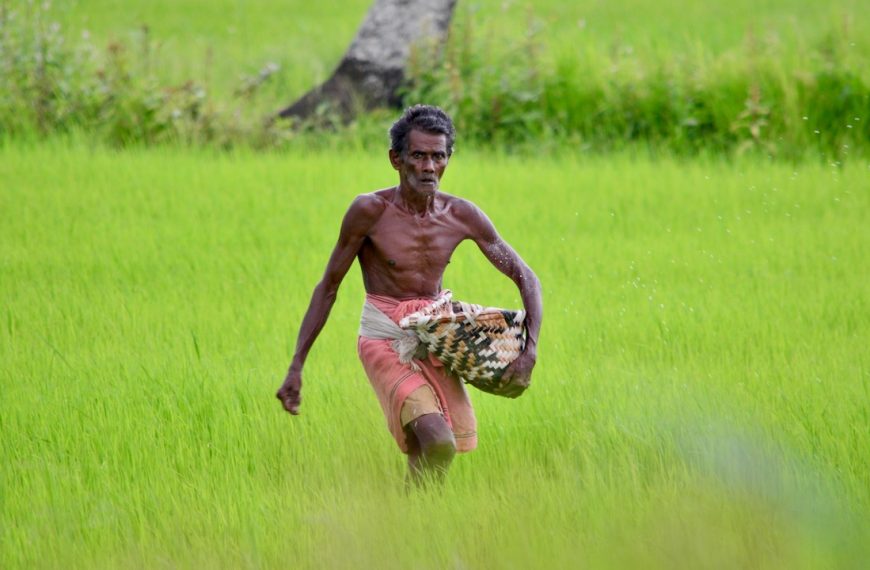 Photo of a Man Working in a Rice Paddy in India