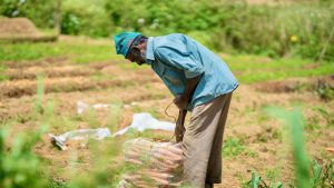 Image of a Farmer Working in a Vegetable Garden in Pattipola, CP, Sri Lanka