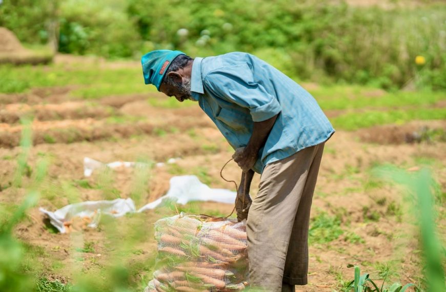 Image of a Farmer Working in a Vegetable Garden in Pattipola, CP, Sri Lanka