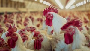 Photo of White Chickens Crowded in Large Poultry Farm