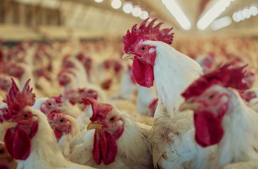 Photo of White Chickens Crowded in Large Poultry Farm