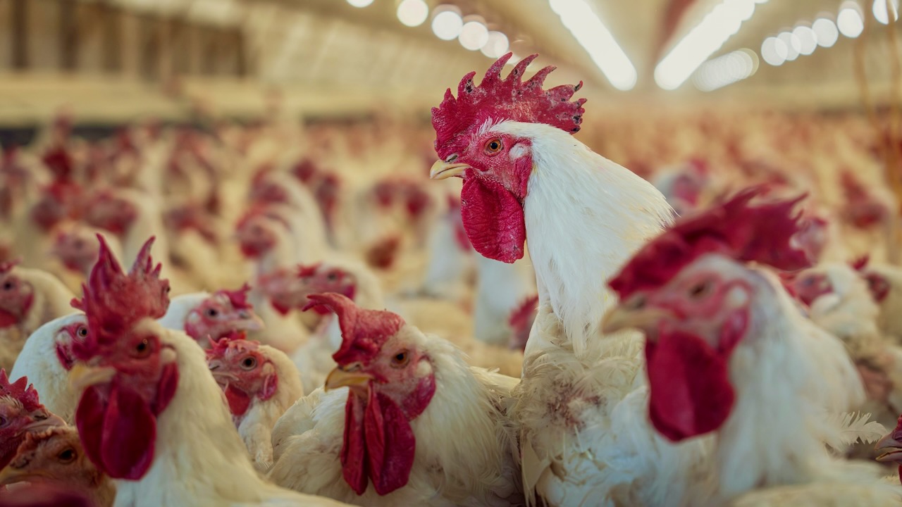 Photo of White Chickens Crowded in Large Poultry Farm